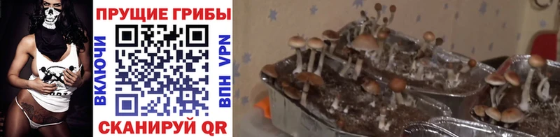Псилоцибиновые грибы MAGIC MUSHROOMS  цены наркотик  Ачхой-Мартан 